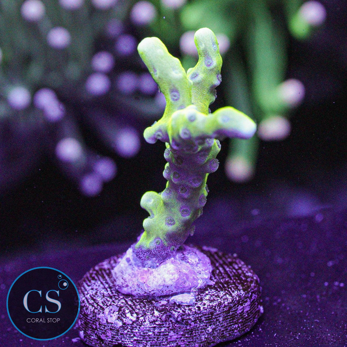 Goldenrod Anacropora