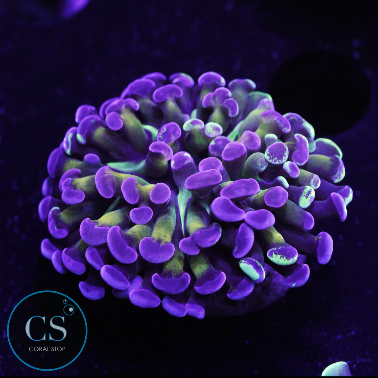 Ultra Gold Stem Splatter Hammer