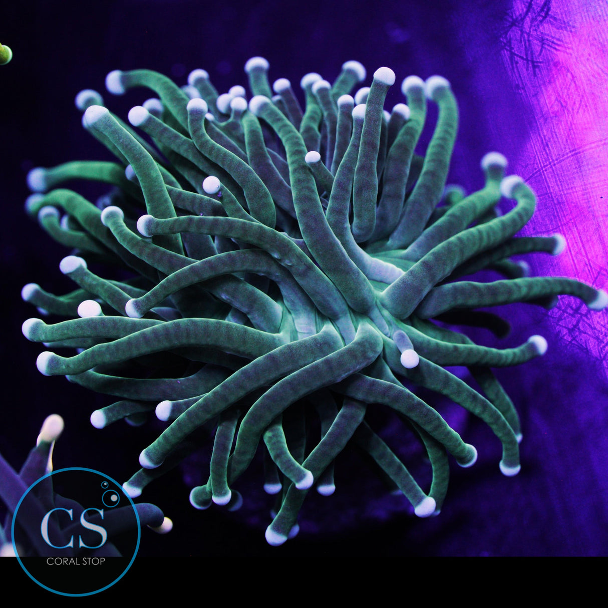 Pearl Tip Torch - Super Sale