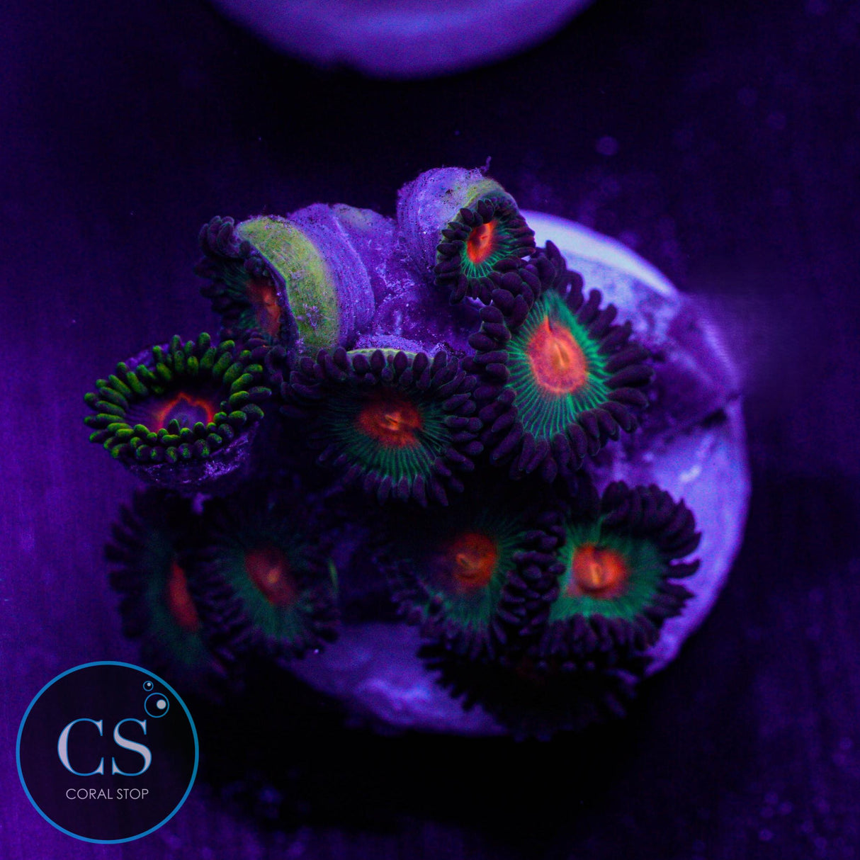 Gorilla Nipples Zoa