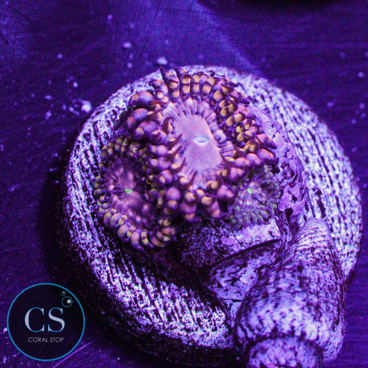 RR Koala Eye Zoa