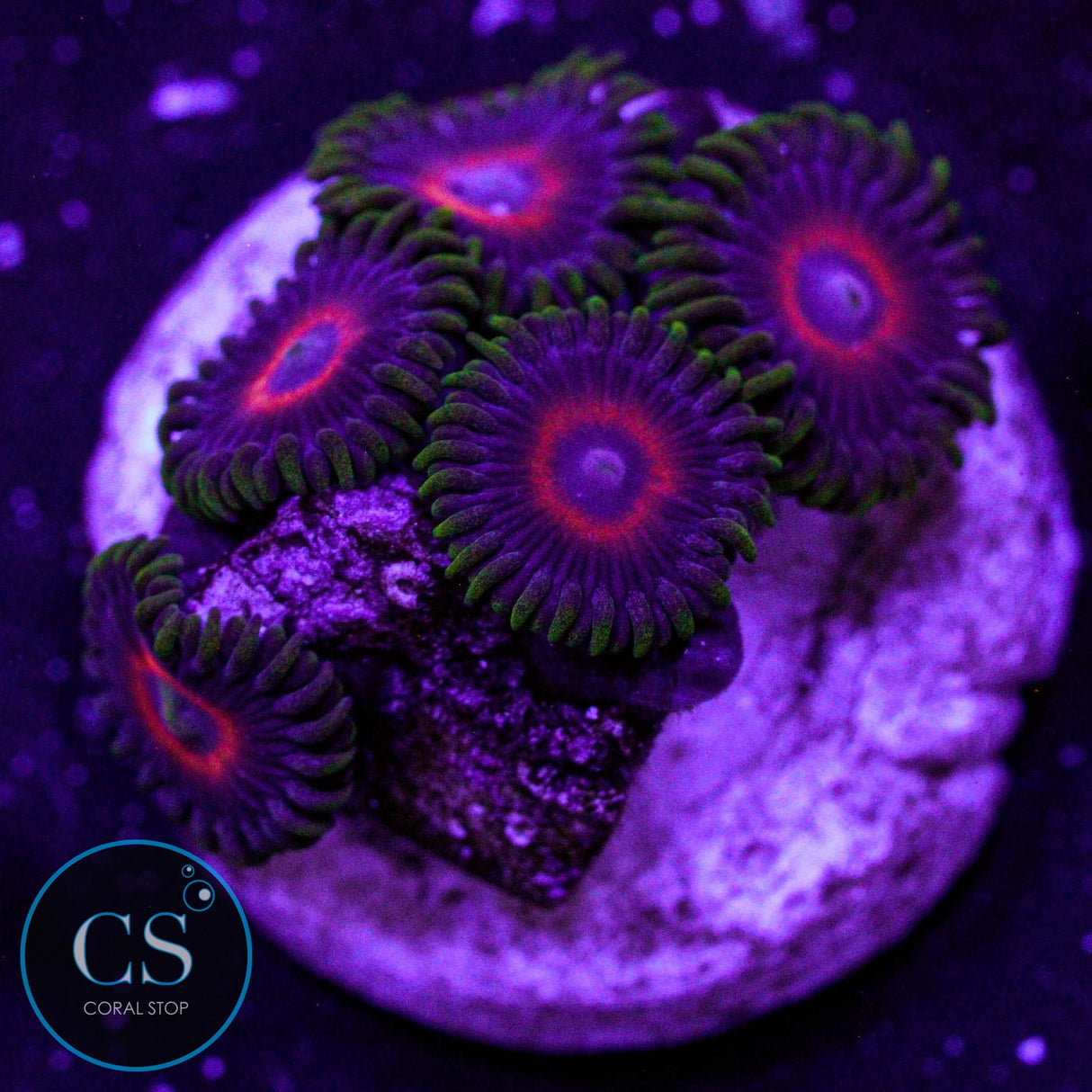 Eagle Eye Zoa