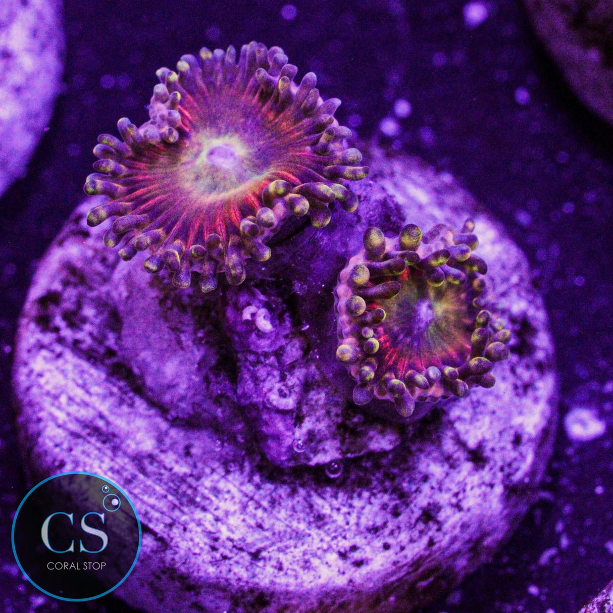 GB Rainbow Troll Zoa