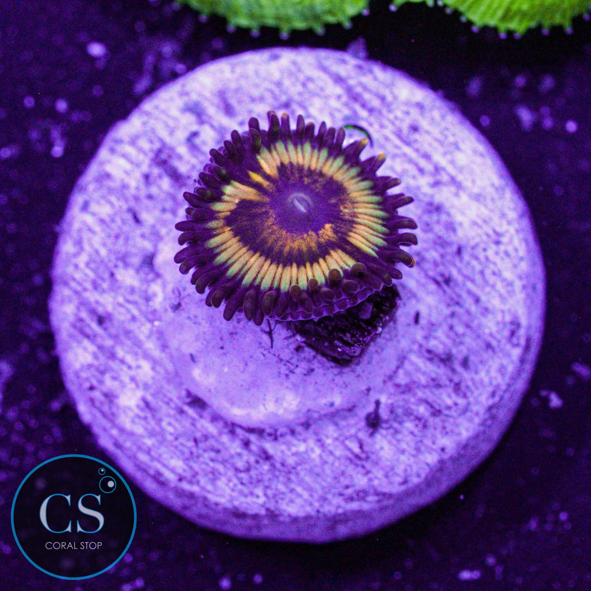 Citrus Cooler Zoa