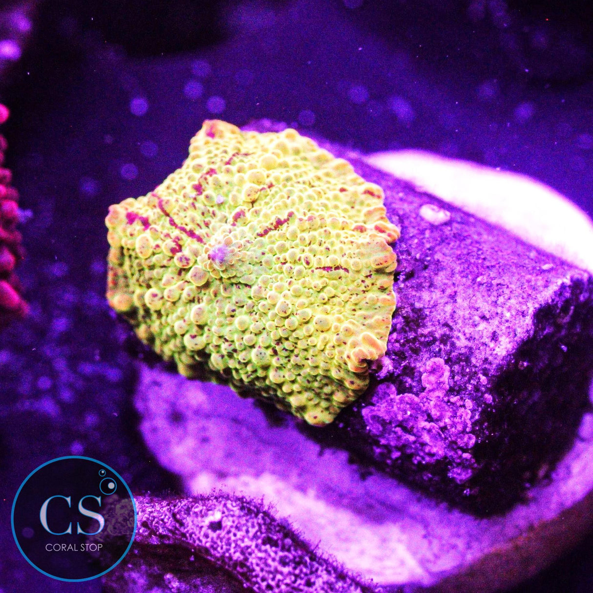 Super Yellow Eclectus Jawbreaker Mushroom