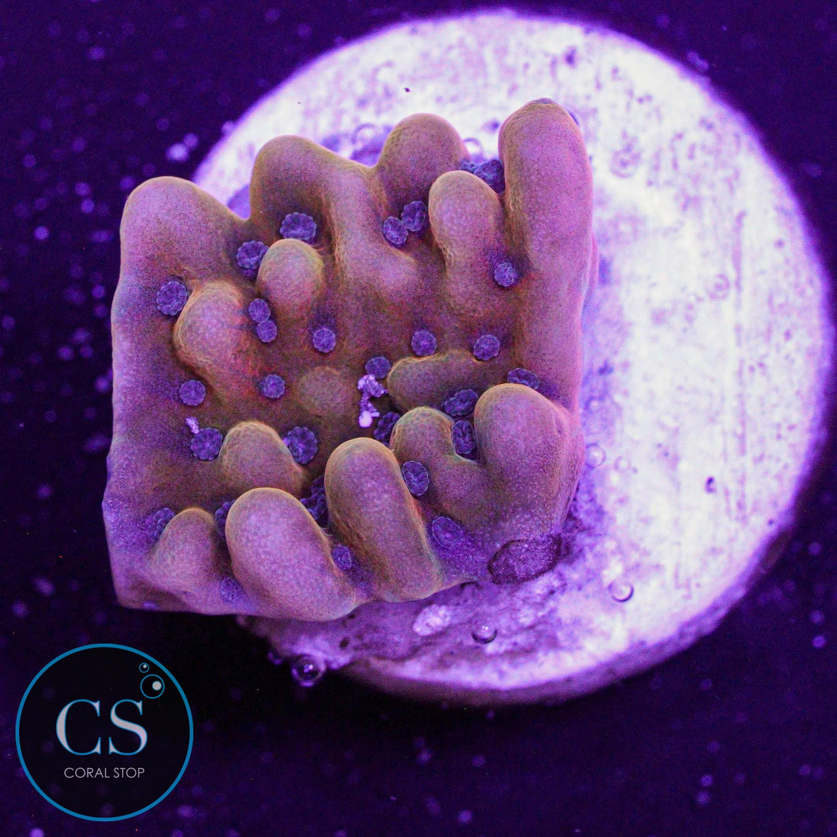 JF Alter Ego Montipora