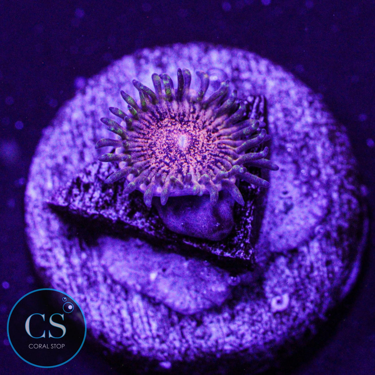 Gizmo Zoa