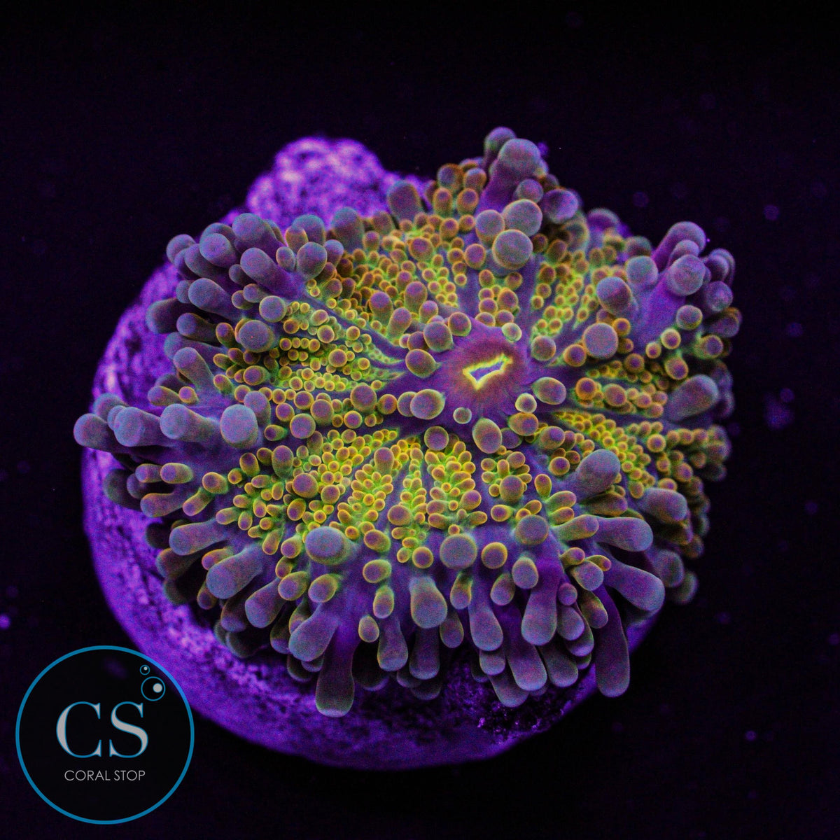 Rainbow Yuma Mushroom
