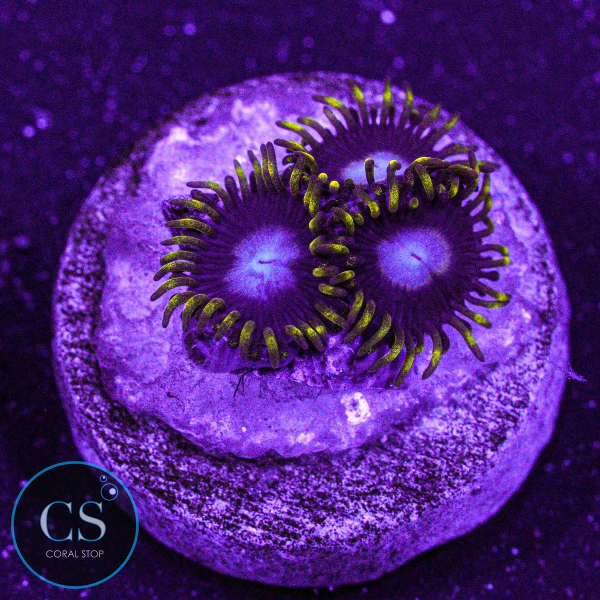 Frozen Hornet Zoa