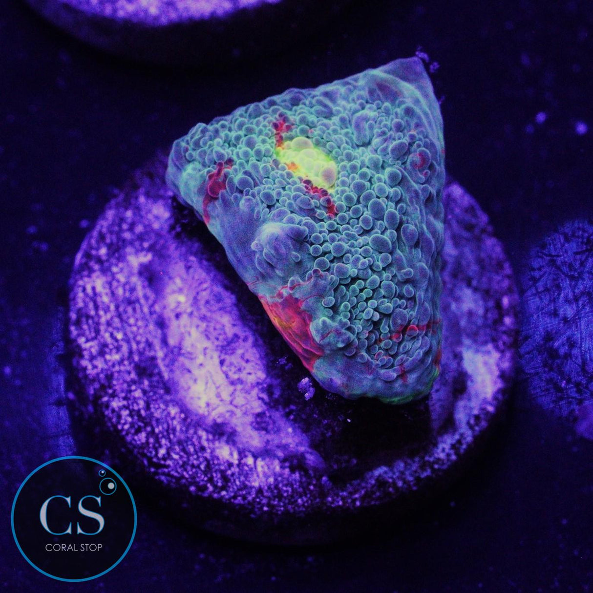 RAINBOW JELLYBEAN CHALICE