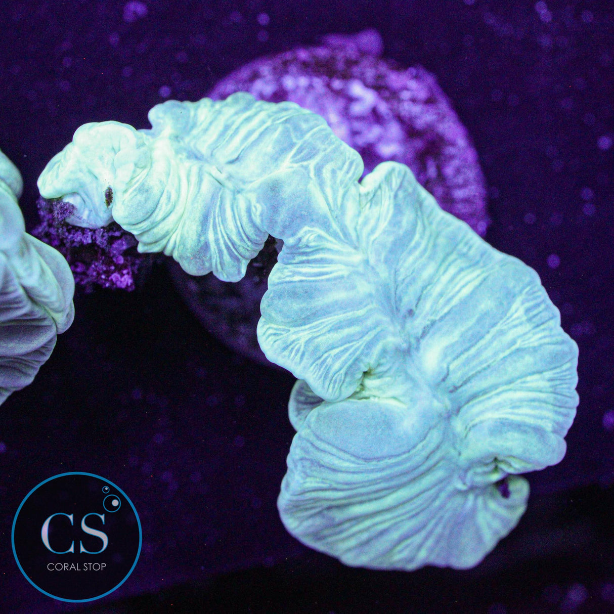 Mini Fox Coral