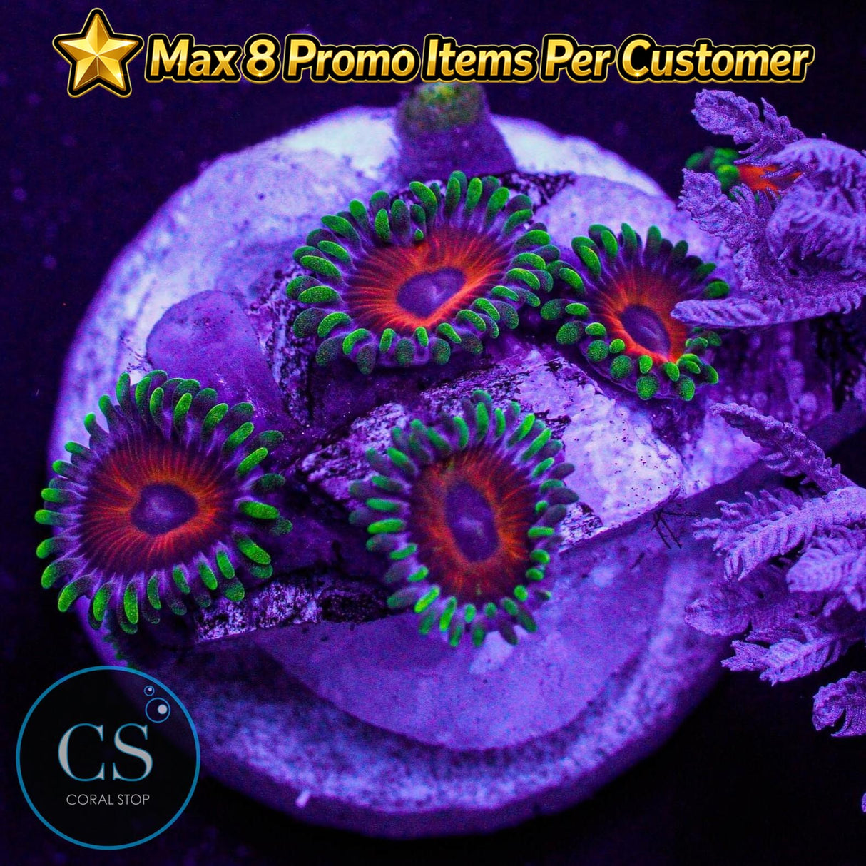 Whammin' Watermelon Zoa
