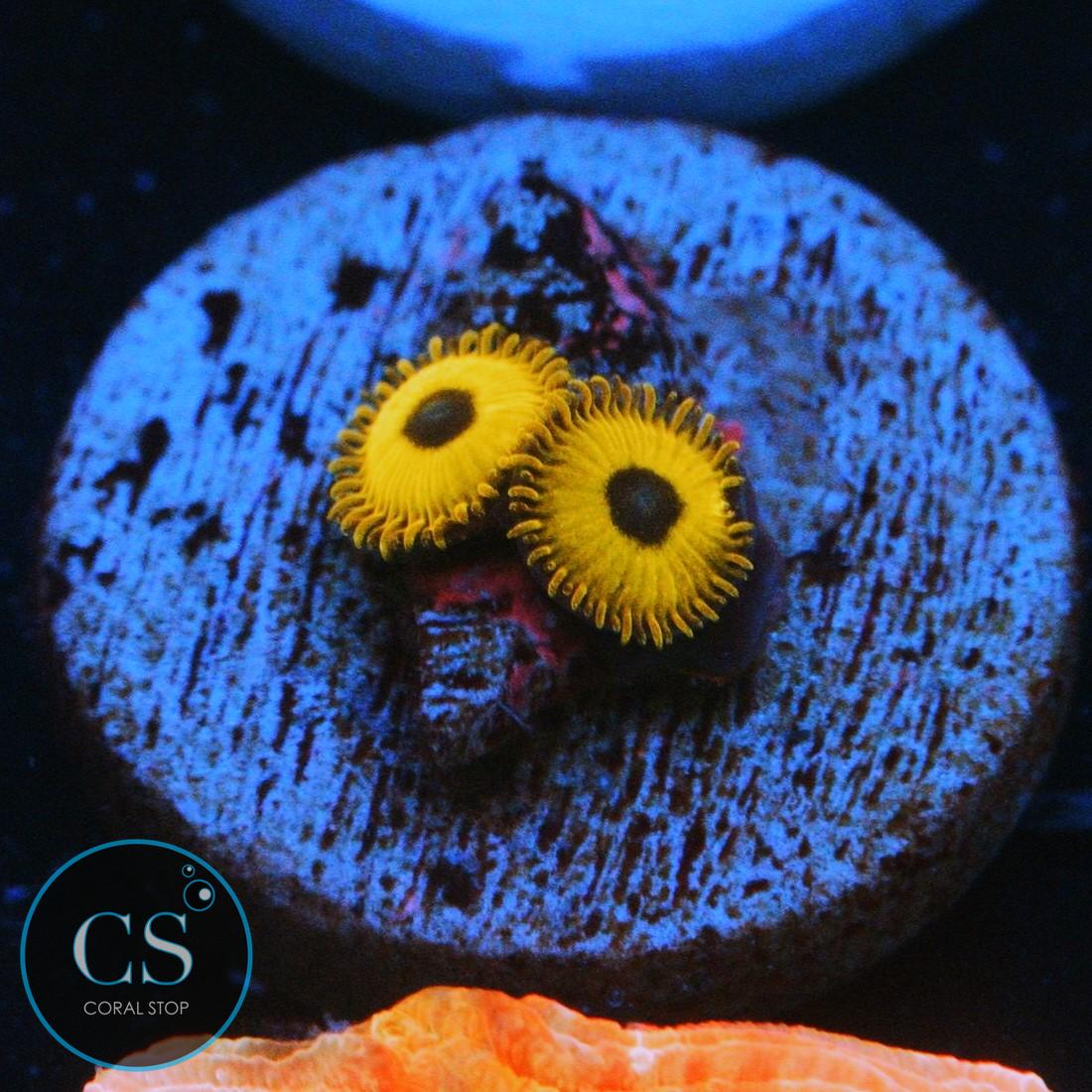 BLACK PIKACHU ZOA