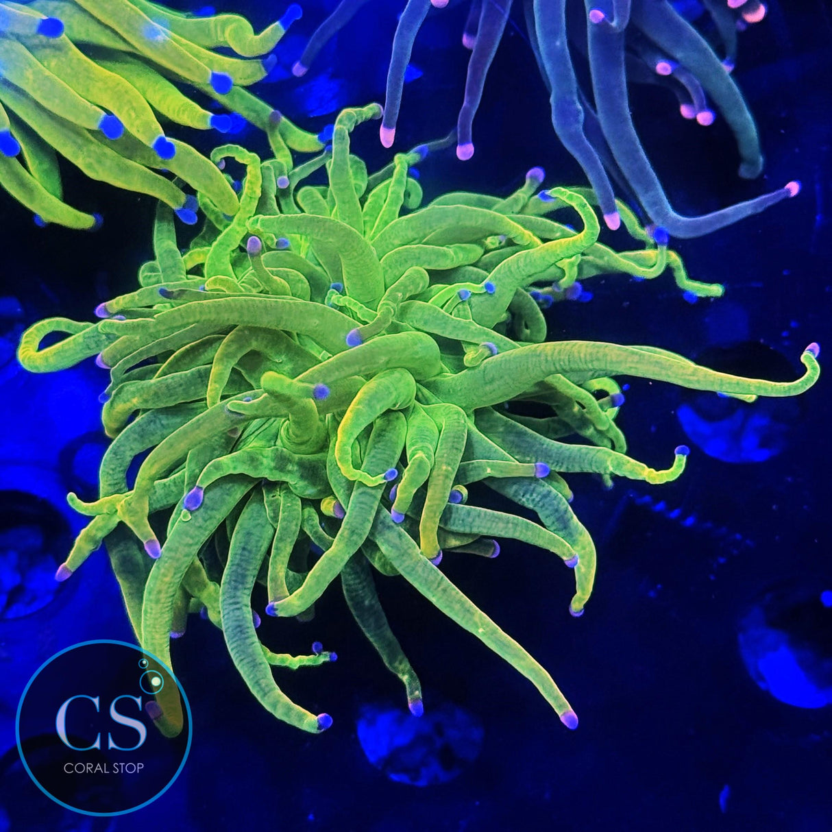 COTTON CANDY HOLY GRAIL GOLD TORCH