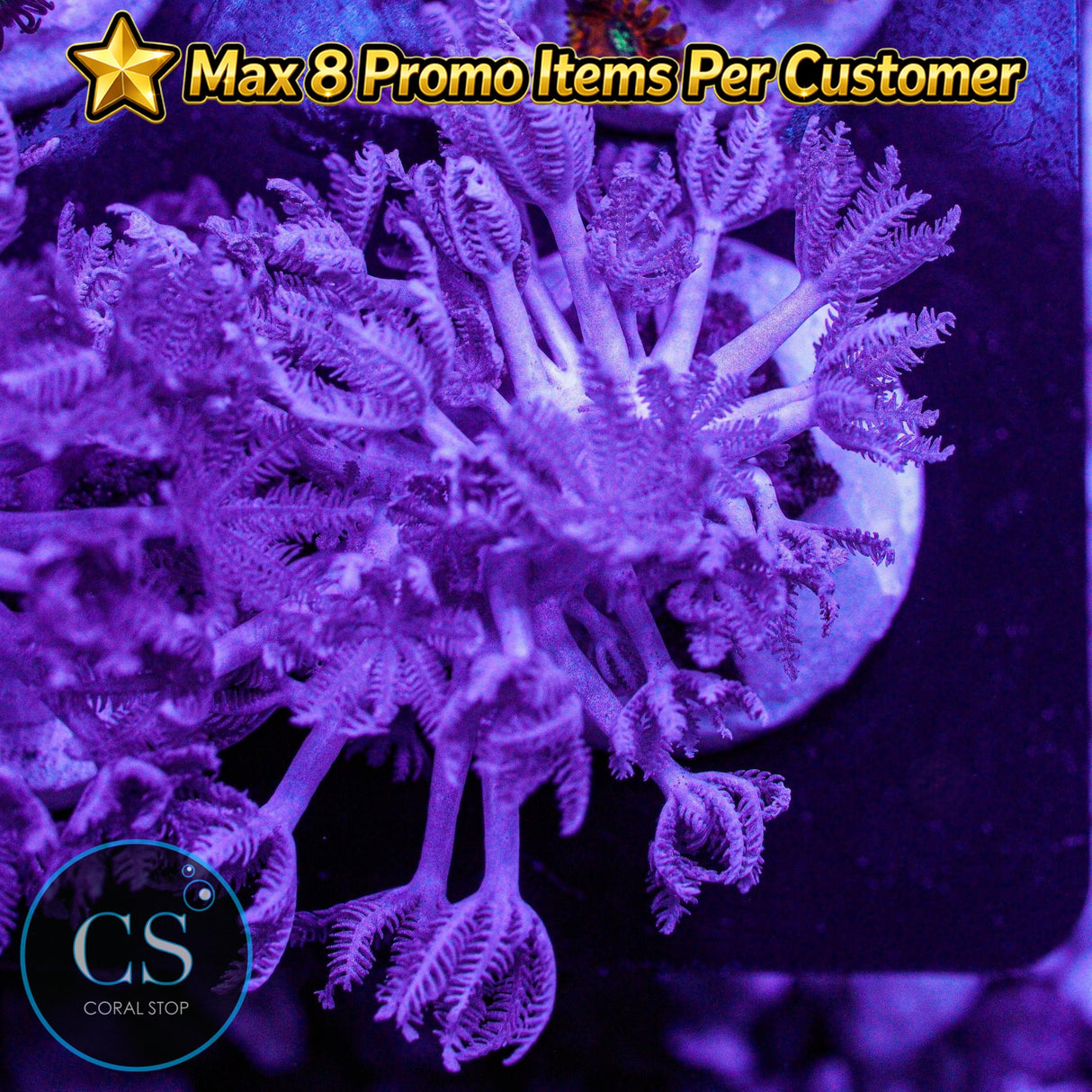 Pulsing Xenia
