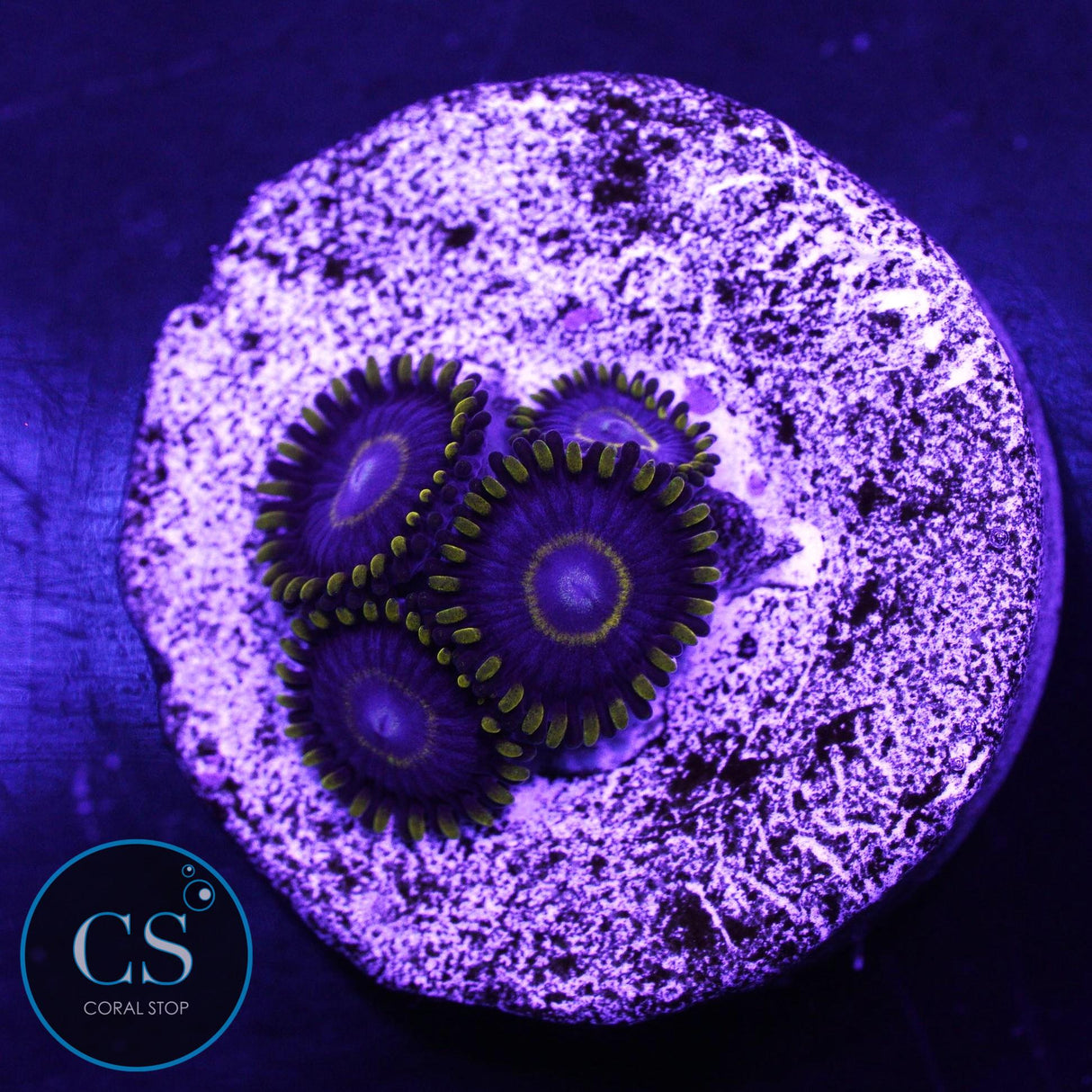 Blue Hornet Zoa