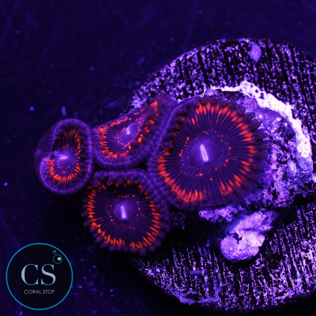 Dragon Glass Zoa