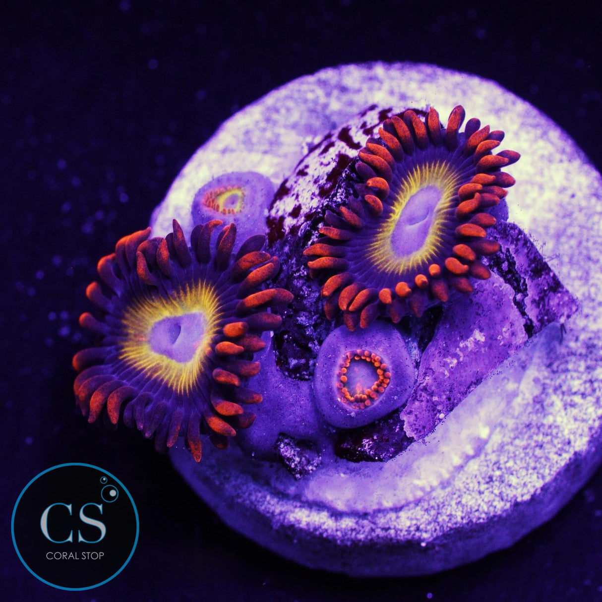 Blue Eyed Blondie Zoa