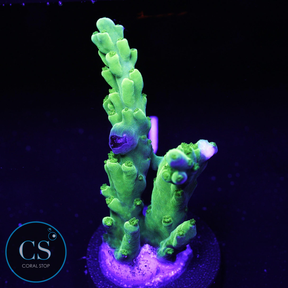 SR Key Lime Pie Acro