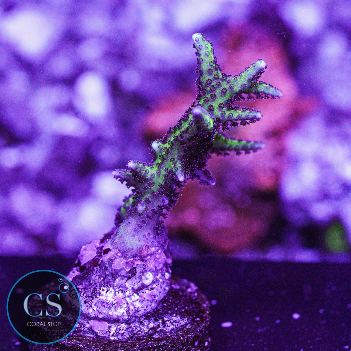 Bird Of Paradise Birdsnest