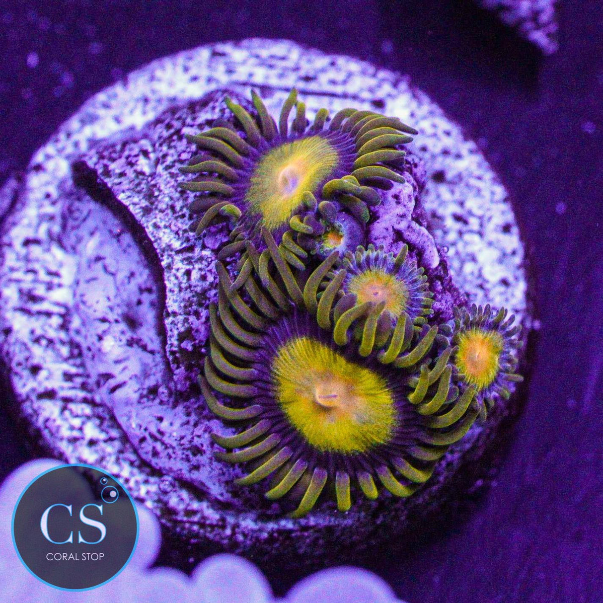 Tutti Frutti Zoa