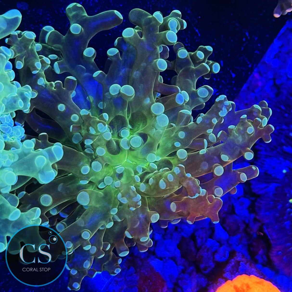 GREEN FROGSPAWN