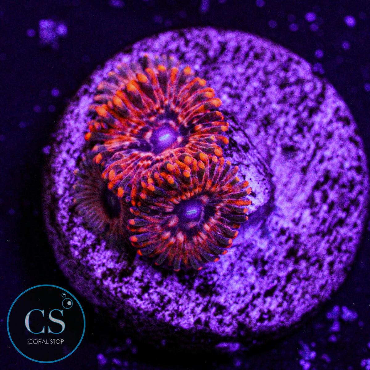 Utter Chaos Zoa