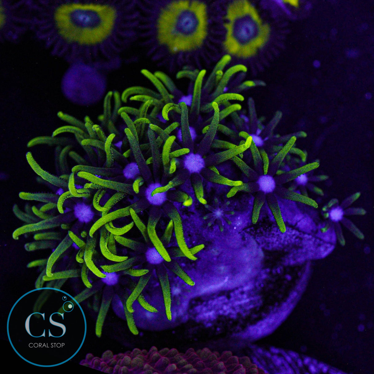 Electric Green Star Polyps GSP