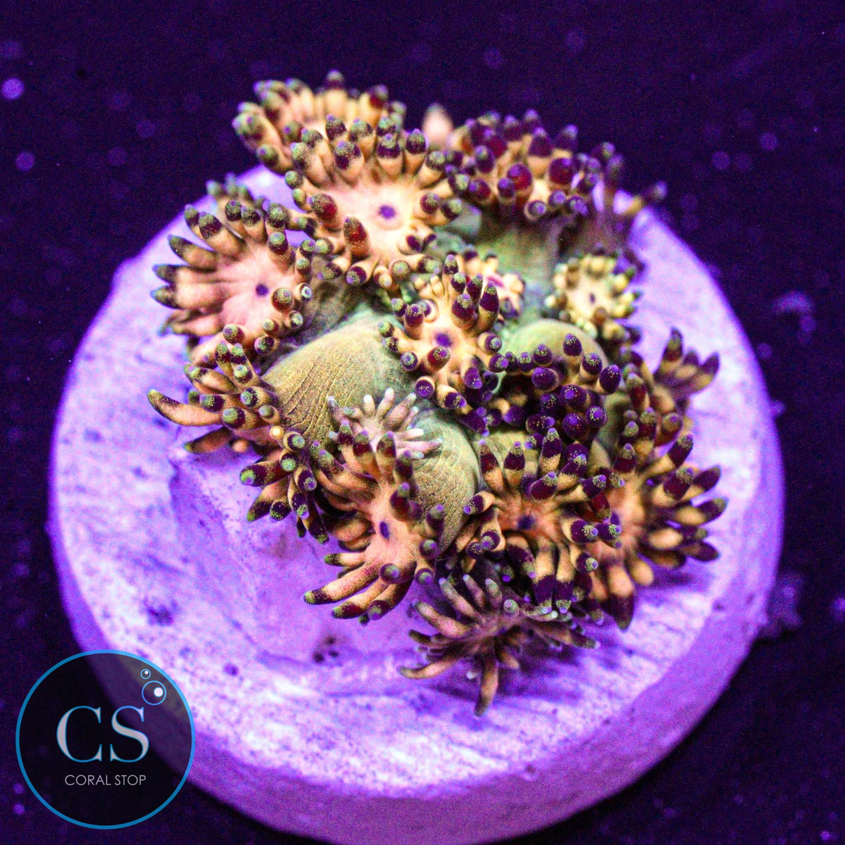 Grandmaster Goniopora