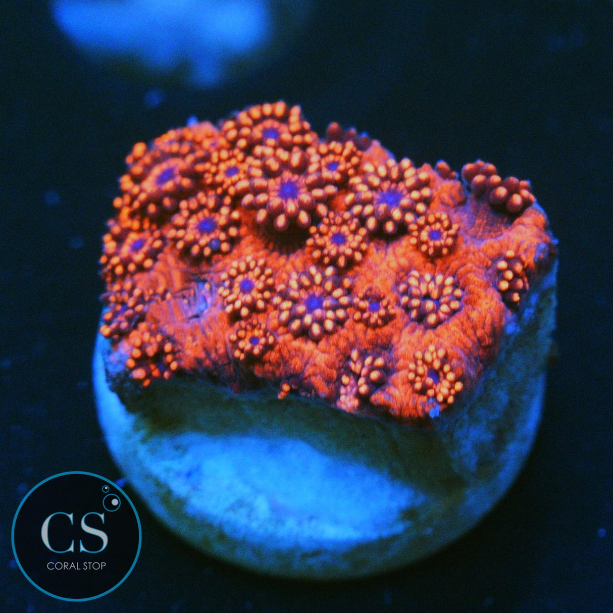 RED HORNET GONI