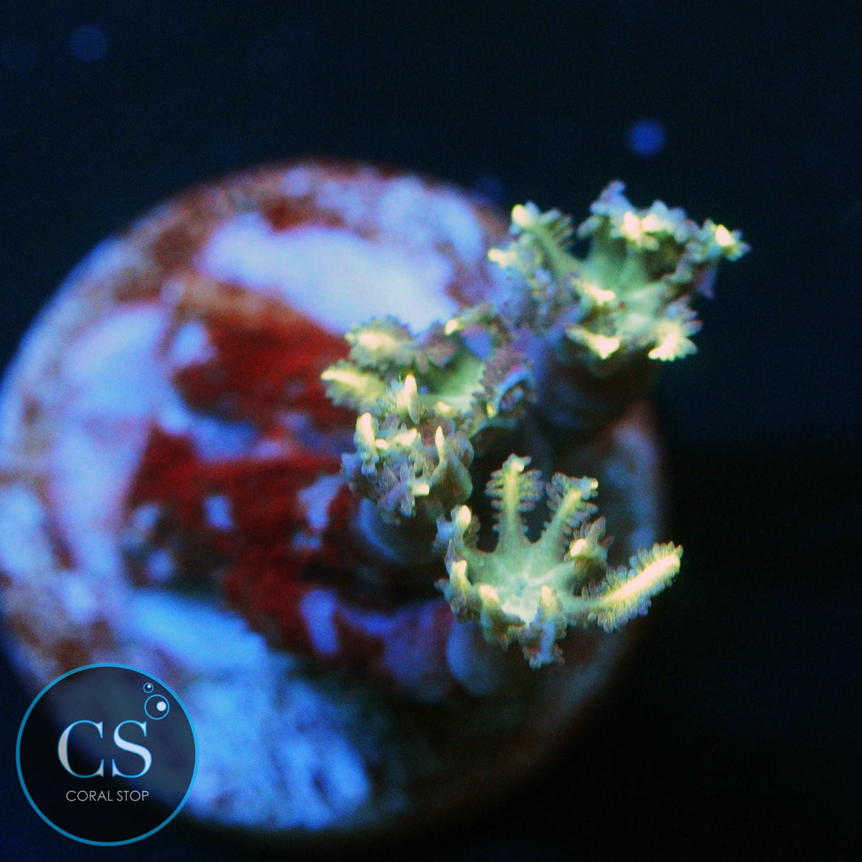 YELLOW CLOVE POLYPS