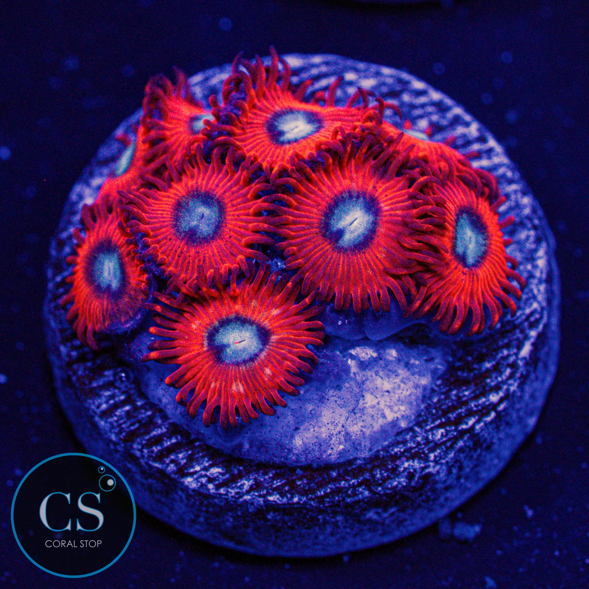 Charmander Zoa