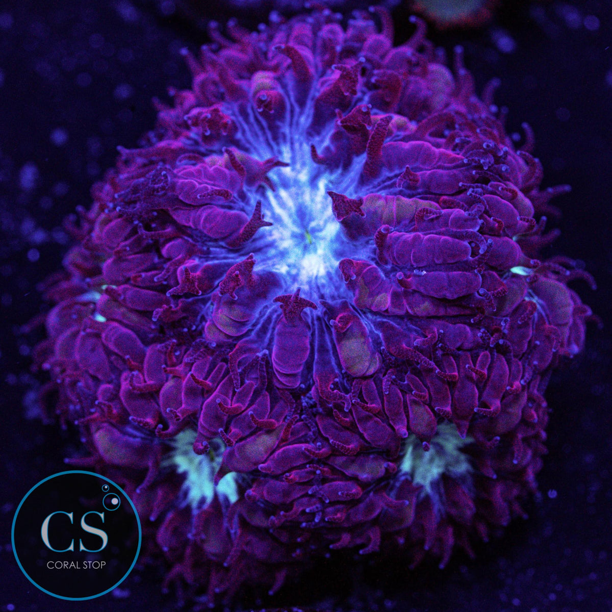 CS Midnight Ice Blasto Merletti