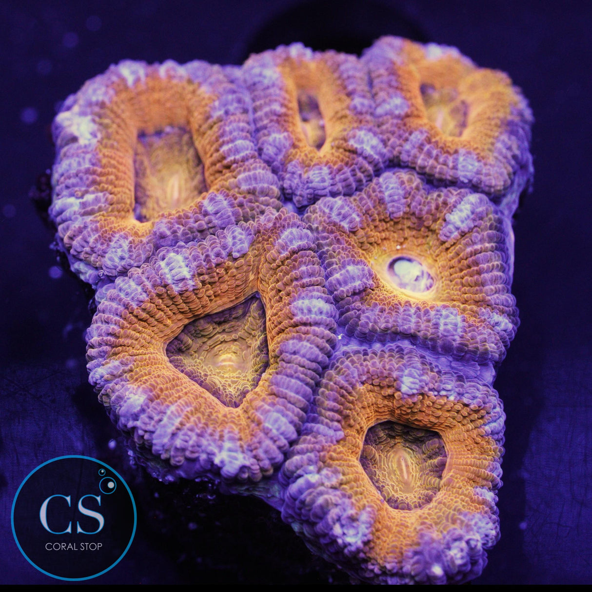 AUSSIE ACAN