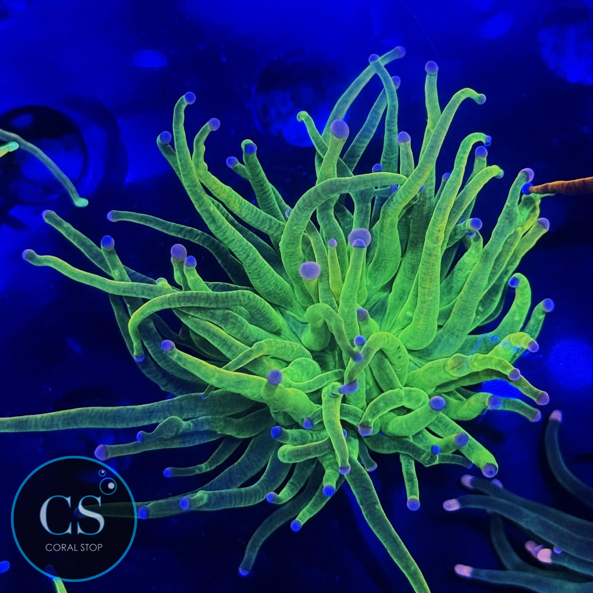 COTTON CANDY HOLY GRAIL GOLD TORCH