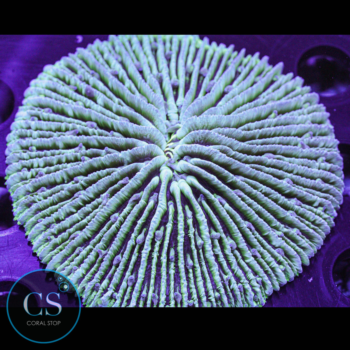 Holographic Green Plate Coral