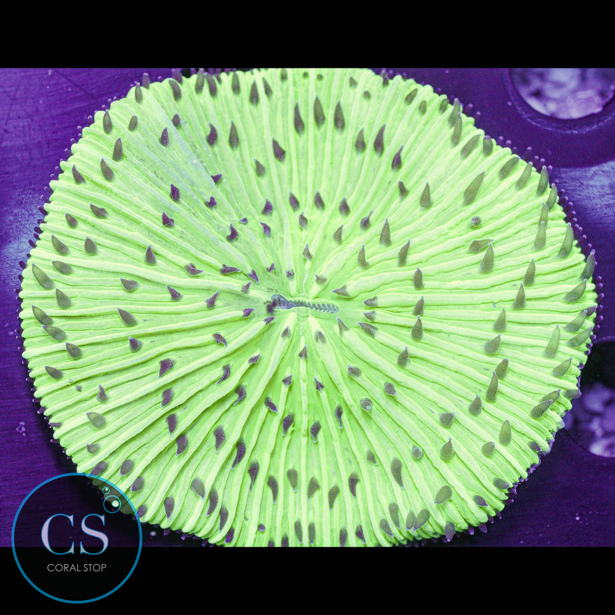 Mint Chip Plate Coral