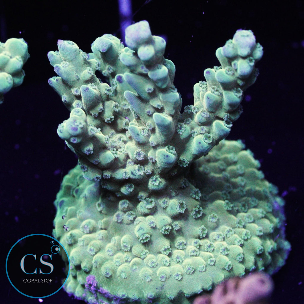 SBB Frogger Acropora
