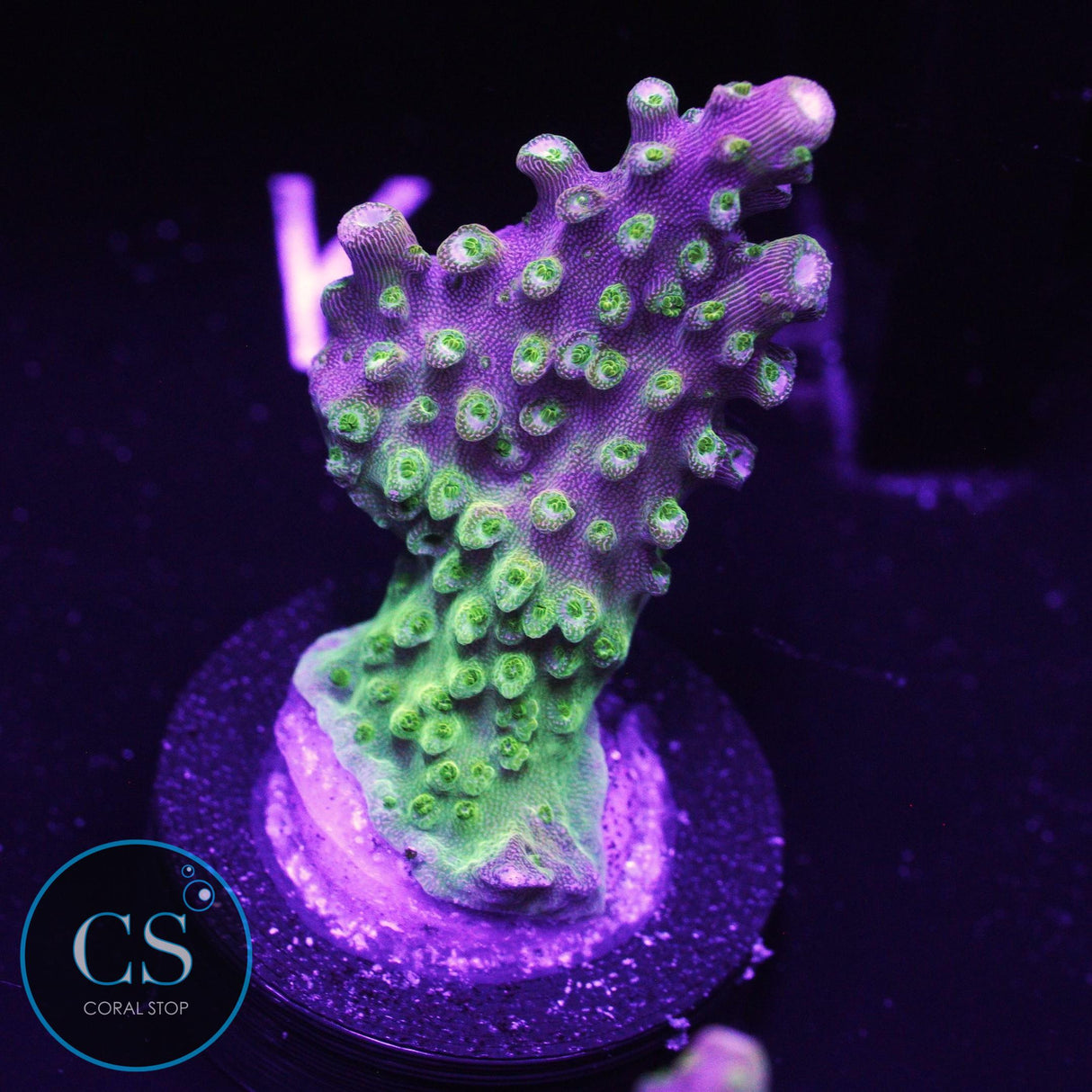 ARC Master Yoda Acro