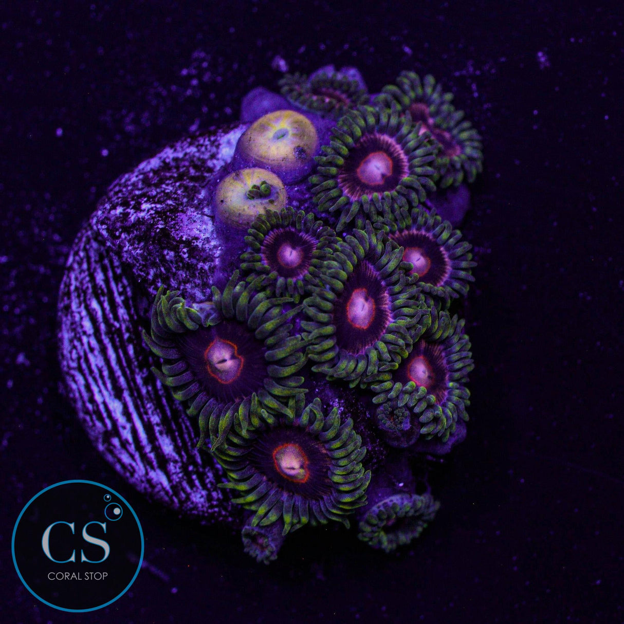 CB King Jawbreaker Hornet Zoa