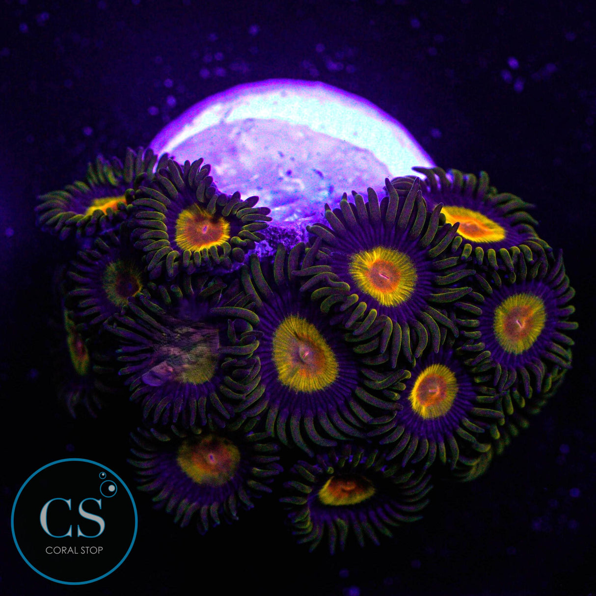 Tutti Frutti Zoa