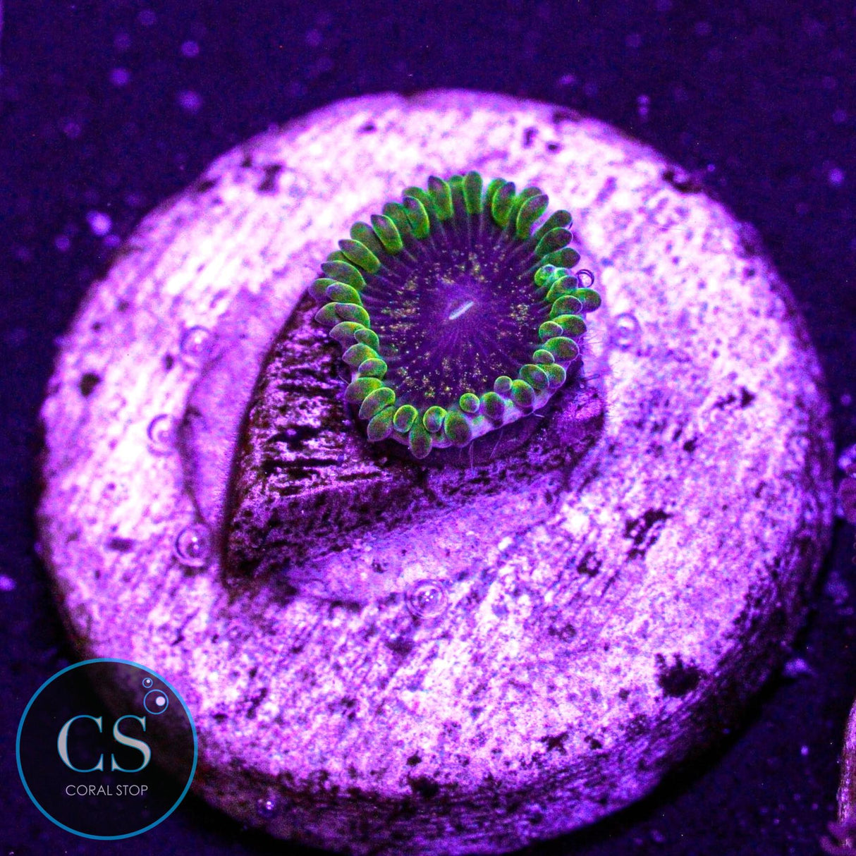 IA Purple Velour Zoa