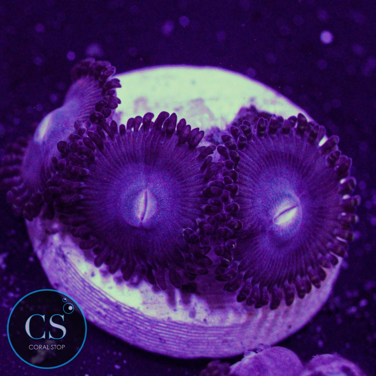 Superman Zoa