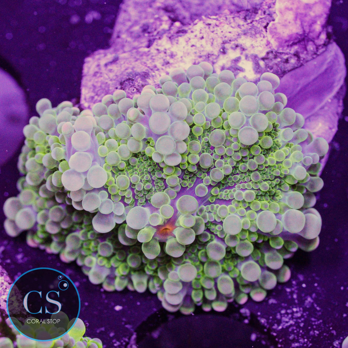 Rainbow Malaysian Yuma Mushroom