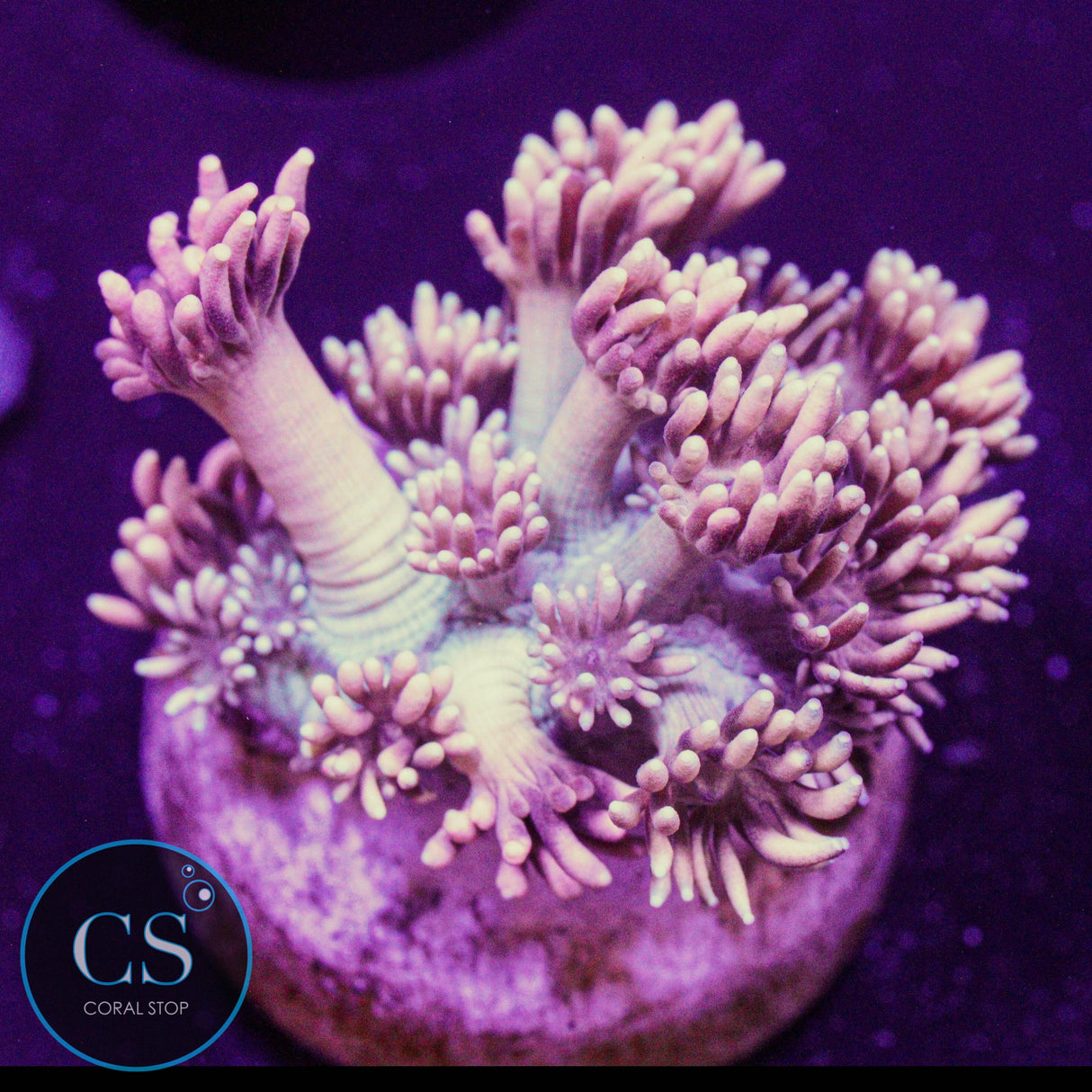 CS Bubblicious Goni