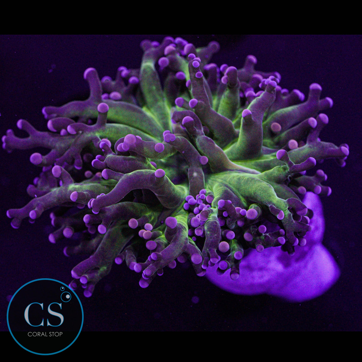 Miami Hurricane Frogspawn