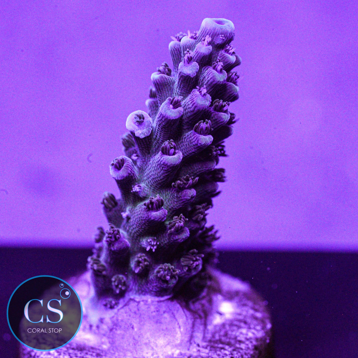 Sanjay's Grape Concord Acro