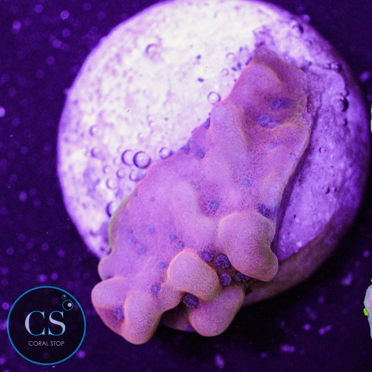 JF Alter Ego Montipora