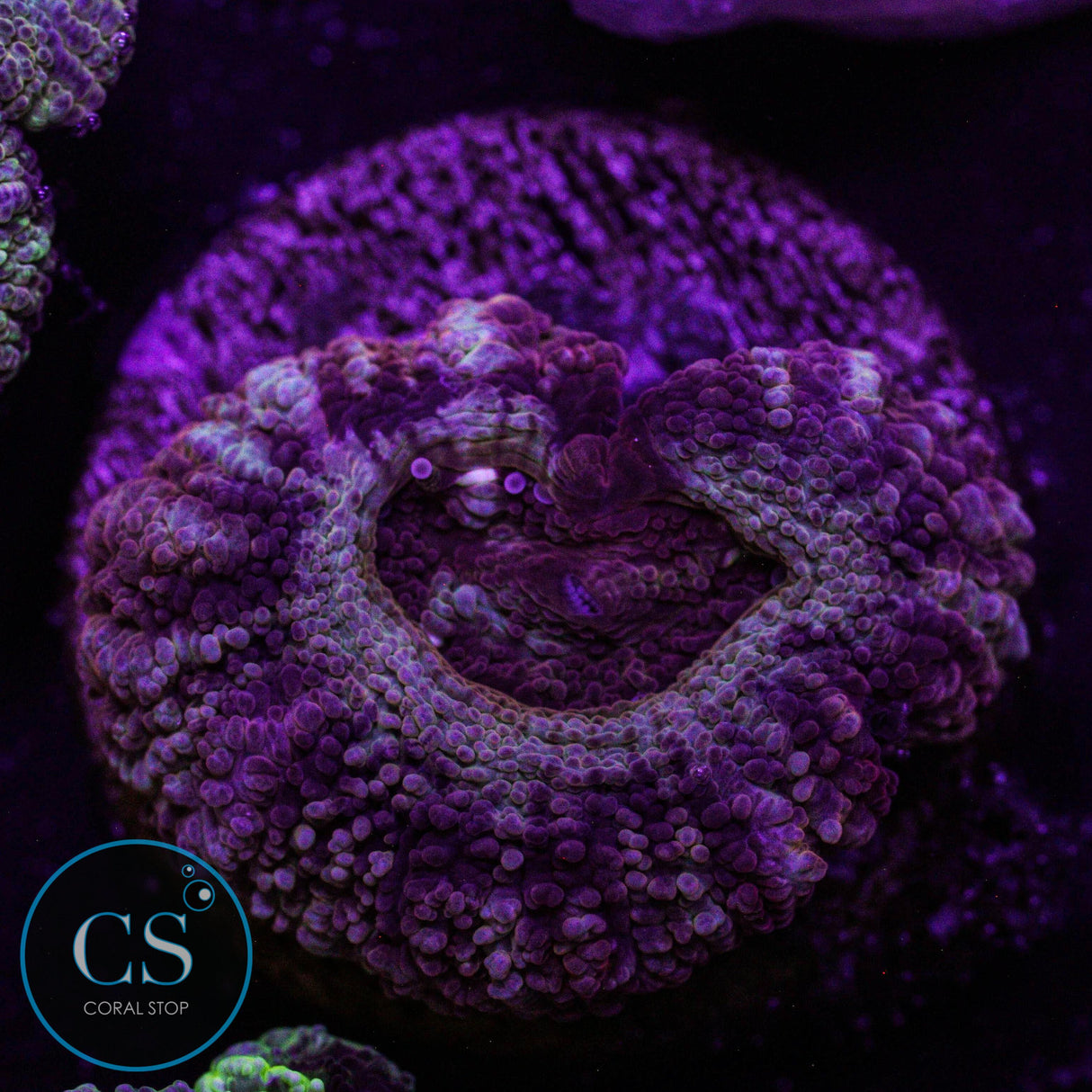 CS Sun Fire Blaze Asian Acan