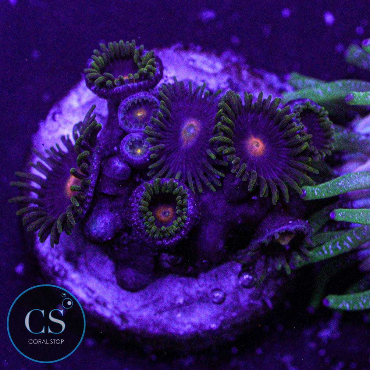 Blueberry Pie Zoa